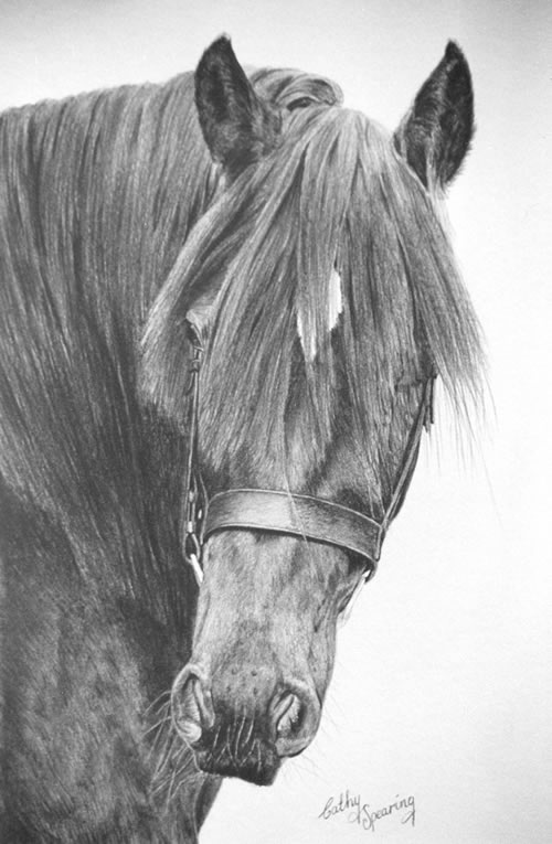dales pony 2